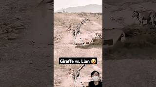 giraffe vs lion animal combat highlights 🤣 wildlife lion giraffe wild survival nature fight [upl. by Nagey]