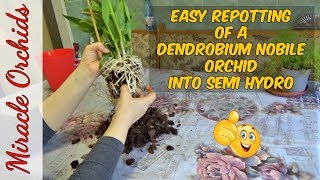 How to repot a dendrobium nobile orchid into semi hydroponics  Dendrobium Oriental Smile Fantasy [upl. by Adgam623]