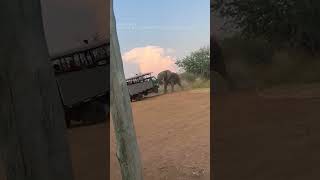 Elephant lifts safari truck in South Africa [upl. by Yelac]