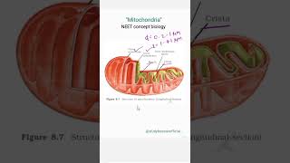 Mitochondria in just 1 min🧏‍♂️NEET conceptshorts neet biology [upl. by Eissehc]