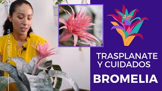 COMO TRASPLANTAR BROMELIA Y CUIDADOS 🤗🌸 [upl. by Nibbor]