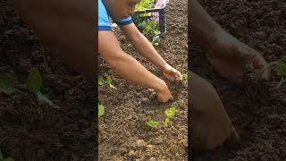 green agriculture circular agriculture grow vegetables farmer farming greenforestlife [upl. by Ayaladnot]