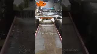 sieve filter di kolam ikan nila sistem RAS butota1 [upl. by Airemaj853]