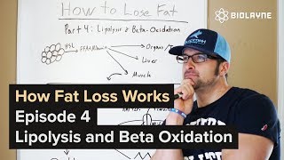 How Fat Loss Works  Episode 4 Lipolysis and BetaOxidation Getting Science as F [upl. by Rehpotsirhc706]