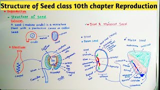 Structure of Seed class 10th chapter Reproduction [upl. by Idurt744]