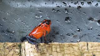 Oophaga pumilio blue jeans calling Sept 16 2021 [upl. by Villiers]