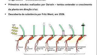 Fisiologia Vegetal  Hormônios Vegetais Auxinas [upl. by Nivra895]