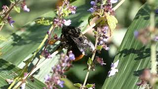 Bumblebee Visits Isodon Flowers for Nectar and Pollen [upl. by Lorna400]