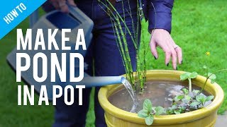 How to make a pond in a pot [upl. by Moonier460]