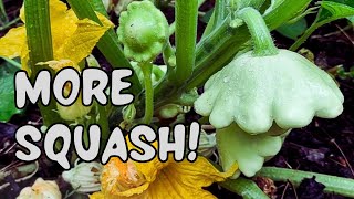 How to Hand Pollinate Squash Plants for Better Yields [upl. by Eatnahs]