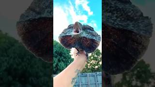 Frilled Neck Lizard🦎😱 shorts facts factsinhindi viralshorts science [upl. by Elamef989]