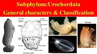 Urochordata  Urochordata General characters and Classification  Classification of Urochordata [upl. by Geesey]