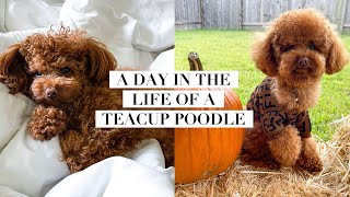 A DAY IN THE LIFE OF A TEACUP POODLE [upl. by Ennahs462]