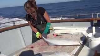 How to fillet a halibut in Alaska [upl. by Jallier]