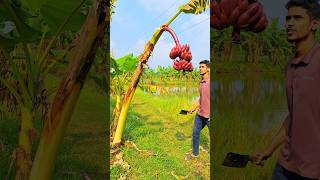 Red bananas from the tree harvesting satisfying youtubeshorts harvesting [upl. by Hasile]