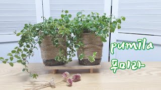 푸미라키우기 페트병화분 공기정화식물 마끈공예 플라스틱 재활용 Making a plant pot pumila [upl. by Weinhardt]