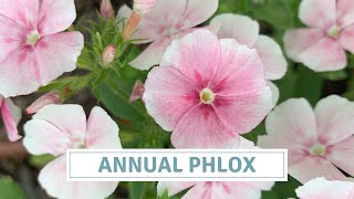 Sowing Annual Phlox  How To Sow Phlox Seeds [upl. by Havstad]