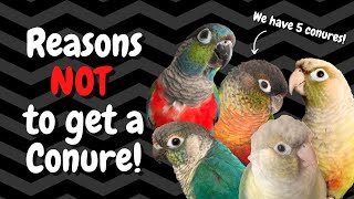 Conures as Pets 7 Reasons NOT to Get One  BirdNerdSophie [upl. by Benedicto]