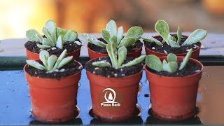 How to Grow Echeveria amp Succulent plants A to Z Part 2 [upl. by Havard]