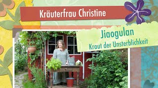 Jiaogulan  Kräuterfrau Christine stellt das quotKraut der Unsterblichkeitquot vor [upl. by Athal845]