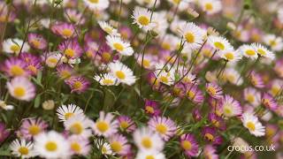 Long flowering plants [upl. by Alrak]