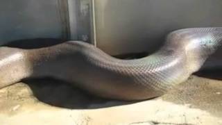 Somali Bantu worlds biggest snake [upl. by Mignonne]