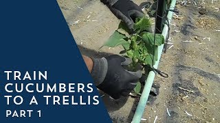 How to Train Cucumbers to a Trellis [upl. by Pilloff844]