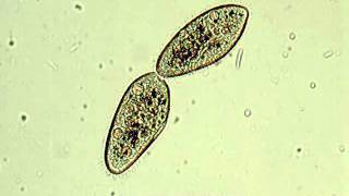 Paramecium  binary fission [upl. by Etep992]