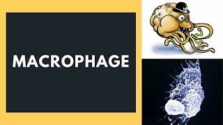 Macrophage [upl. by Bernadine506]