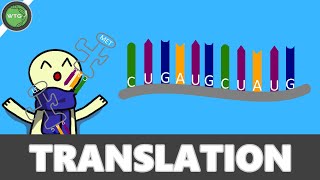 Biologie   TRANSLATION IN NUR 3 MINUTEN ERKLÄRT  WTG [upl. by Ahsinev762]