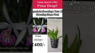 ORCHID FEST 2024  SPECIAL OFFER PLANTS  ONLY TILL 2ND  7TH SEPTEMBER  PRICE DROPPED HURRY [upl. by Ahab240]