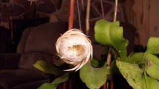 Epiphyllum Oxypetalum in Action [upl. by Pastelki]