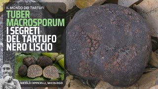 Il tartufo nero liscio Tuber macrosporum [upl. by Coady121]