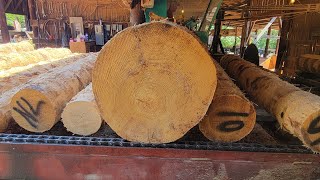 Sawing a very large 32 inch loblolly pine 57 [upl. by Imray]