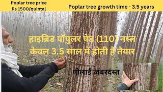 Hybrid Poplar Tree Growth Rate 35 years  Poplar tree harvesting time [upl. by Lorraine652]