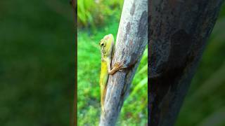 Yellow lizard yellow shorts short shots [upl. by Zobkiw]