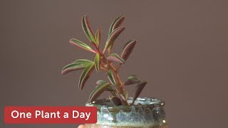 Peperomia graveolens Houseplant Care — 207 of 365 [upl. by Namso]