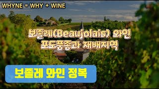 프랑스 보졸레Beaujolais 와인 정리 [upl. by Naej651]