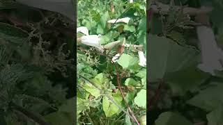 Bindweed  strange but true fact Calystegia septum read full description gardening [upl. by Llewsor]