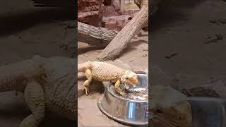 Central Bearded Dragon HalfShed Snack Time Delight [upl. by Ardeid634]