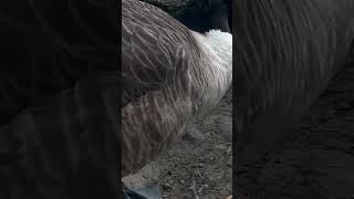 Canada Goose Walks While Keeping It’s Head Low  Thornes Park birds avian nature [upl. by Ahsikyw]