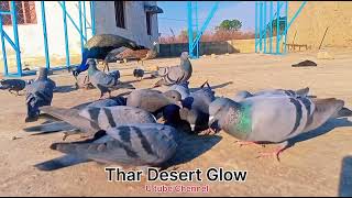 Best Video of birds🕊  Morning Time Moor and Kabootar Dane Chugte Hoe [upl. by Narud]