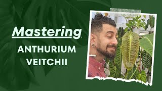 Raising a King 3Year Anthurium Veitchii Review 🌿👑  Growth Care and More 🌱🔬 [upl. by Ora686]