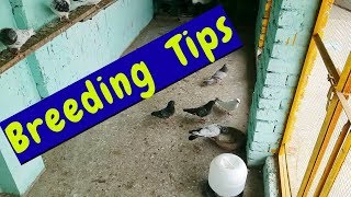 Breeder Pigeons Care Breeding Tips  HashimMahmood Pigeons [upl. by Yanaton356]