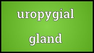 Uropygial gland Meaning [upl. by Nosneh]