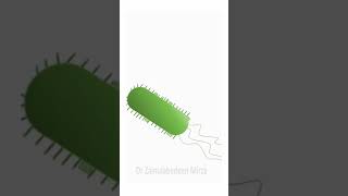 Flagellum pili and efflux pump of pseudomonas aeruginosa  ZMD Health Science [upl. by Eural]