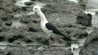 高蹺鴴 Blackwinged stilt  鳴叫聲 chirping sound [upl. by Anaiuq]