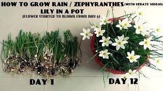 How to Grow Rain  Zephyranthes Lily in a Pot With Update Videos [upl. by Larisa996]