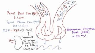 Glomerular Filtration Rate GFR and Filtration Fraction FF [upl. by Flanna]