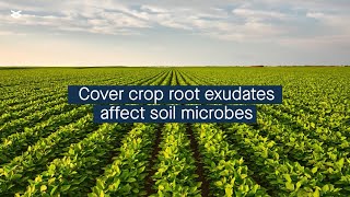 Cover crop identity affects agricultural soil microbial community through root exudates [upl. by Jose]